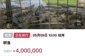 400万元起拍！深圳一法院变卖百吨活鳄鱼图片