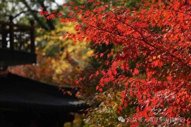 周末，去“捡秋”！