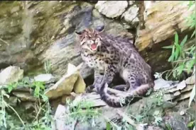 大熊猫国家公园平武片区巡护员拍到亚洲金猫图片