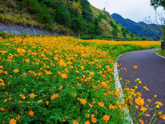 秋日惊喜！千岛湖花海正热烈~