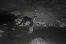 水獭出没！这个“国保”级种群安家海岛保护区图片