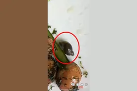 上海一学校食堂食物中吃出青虫、蜗牛，市监局：涉嫌违法，已立案调查图片