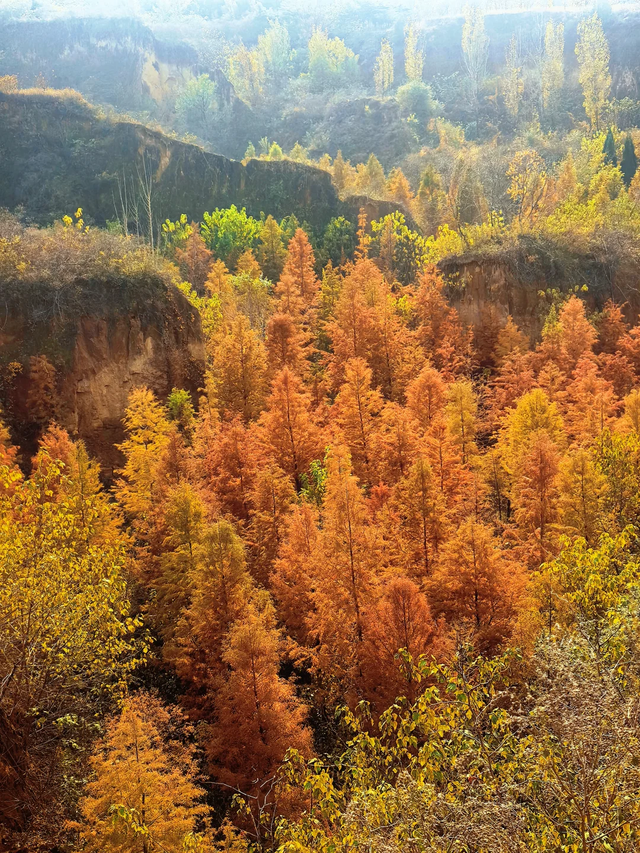 郑州初冬的浪漫，是「水杉」给的~~~