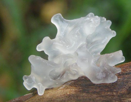 网上买花胶哪里好一点 2025年网上买花胶怎么选 网上买花胶哪里好一点 2025年网上买花胶怎么选