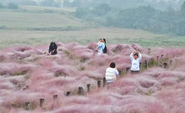 超绝氛围感！蜀山花海实力圈「粉」！