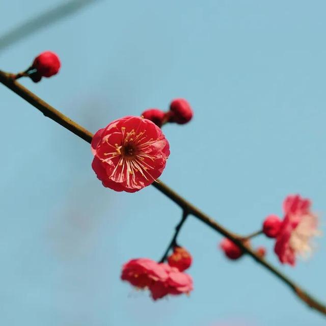 双梅同绽！上海这个公园传来冬日限定芬芳→