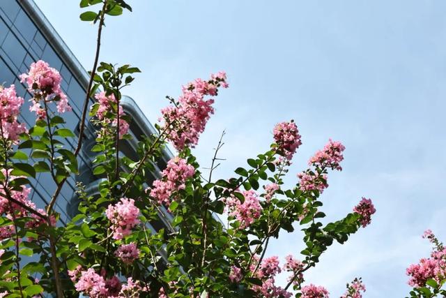 西安因你而美 | 夏日独占芳菲 紫薇花开正艳