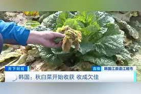 一棵大白菜卖46元！韩国政府紧急从中国进口图片