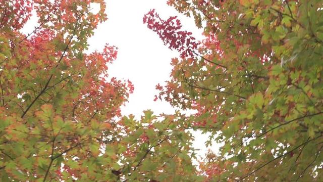 崇川，枫叶红了！