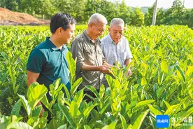 白沙荣邦乡大岭居三代苗农接力壮大苗木产业图片