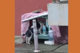 居民自费在小区为流浪猫安置喂食器，没几天就被邻居砸了？图片