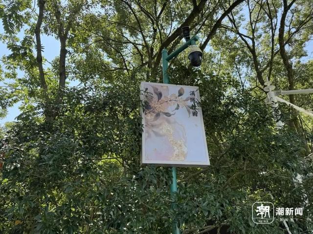 今早，杭州今年“第一桂”开了！将迎“满陇桂雨”美景