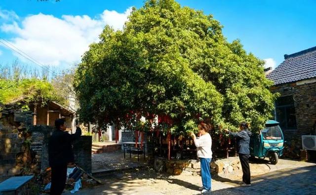 南京这两棵古桂花树，香了整个村子！