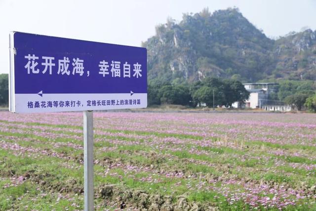 约吗？百亩格桑花海怒放，玉林这个村美出圈