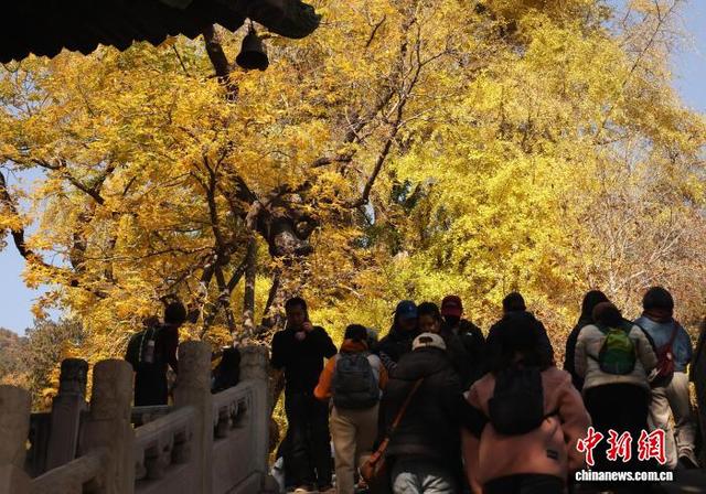 北京：潭柘寺秋意浓 千年银杏披“金甲”