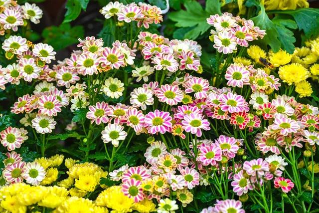 除了看菊花展，福州西湖公园还能怎么逛？