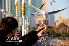 山东青岛：寒冬栈桥热度高 人鸥和谐暖意浓图片