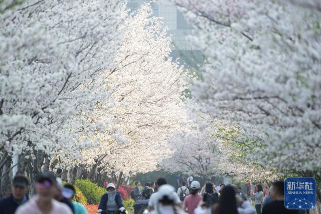 在杭州，路过“树”的浪漫