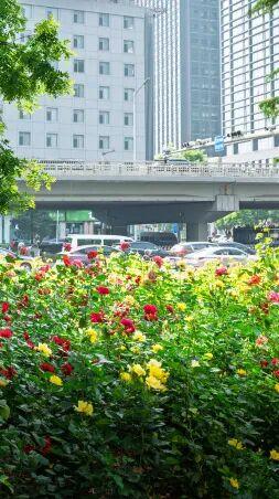 五月限定！西城花事正盛，赴一场初夏浪漫之约
