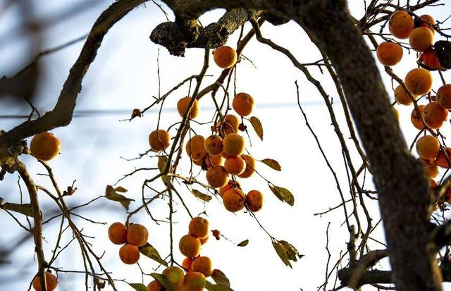 南漳：暮秋风光美 又见柿子红