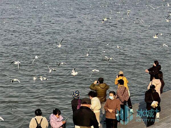 群鸥竞舞松花江 秋日暖阳绘美景