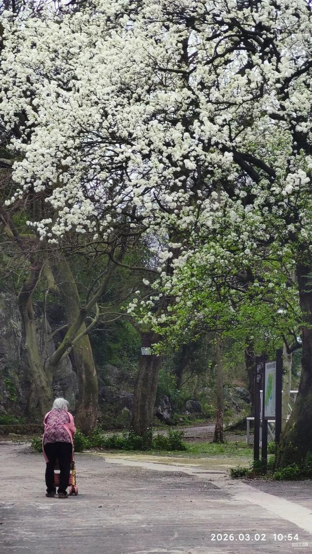 赶紧收藏！2026桂林早春赏花攻略！周末出游直接冲！