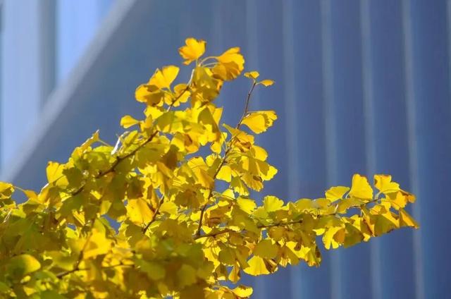 美翻了！苏河湾“红枫天桥”上线！更多金色、橙色、赭红色正在路上……来看↗