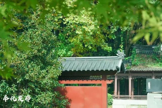 开了开了！奉化的秋天，真࿐香࿐啊࿐