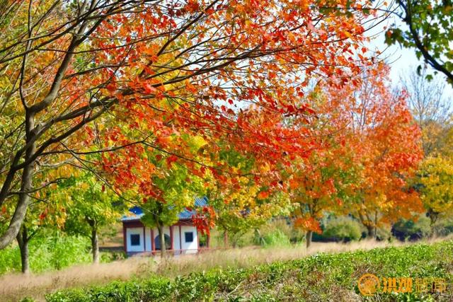 秋日限定 “枫” 景！南昌这里，也太美了吧