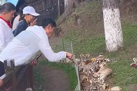 男子景区内用木棍捅东北虎幼崽，林草局：将督促景区加强管理图片