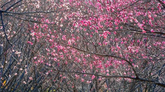 粉色花海免费赏！武汉“梅花坡”提前一个月绽放
