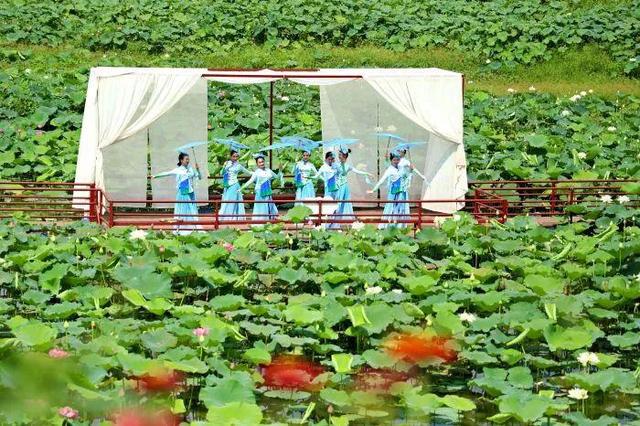 锦绣天府·安逸四川｜米易丙谷：荷花朵朵映水乡