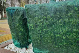 市民称绿化带防寒网有碍植物生长且不美观，昆明园林绿化局：存在短时极端天气图片