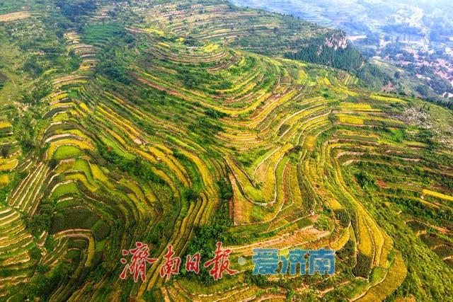 一年四季 泉在济南丨梯田绘就大地调色盘 美景藏 “金” 助力乡村振兴