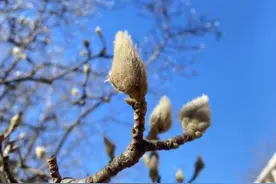 紫玉兰：美貌出众的鼻炎克星图片