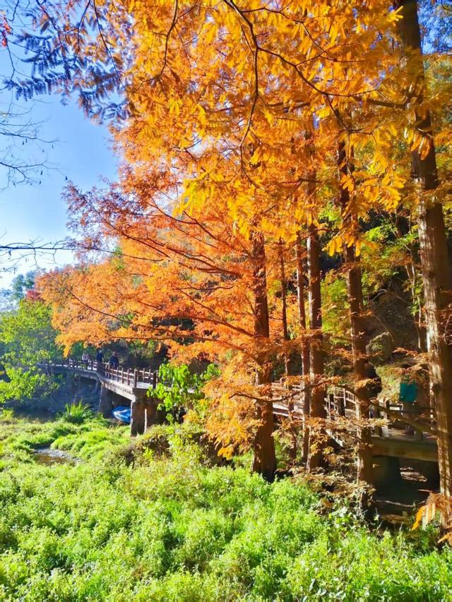 银杏抖落金箔，枫叶浸了酒红！国家植物园赏秋最佳时