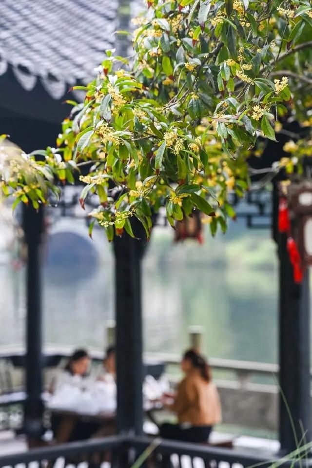 乘坐轨道交通去寻桂花香，这份地图请收藏！