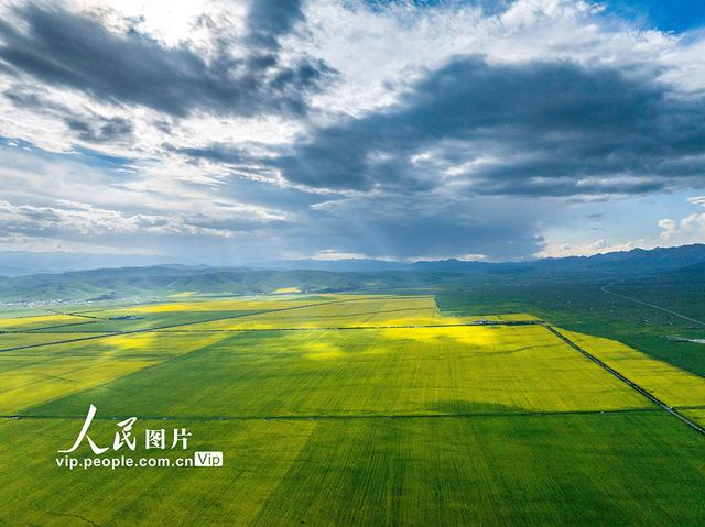 青海门源：油菜花开