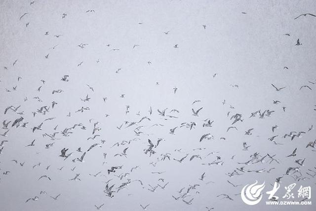 四季予你｜烟台：雪舞海畔，海鸥争涛