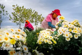 江苏兴化：菊花开出富民路图片