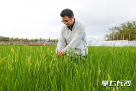 “科研候鸟”忙育种①｜庄文：杂交水稻人都记着袁老的“两个梦”图片