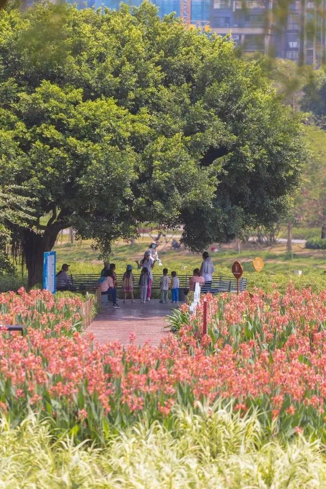 转角遇花海，深圳一地被“挤爆”！网友：怎么拍？求赐教