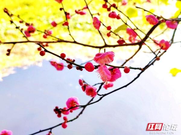 常德赏梅正当时！城区多处梅景成冬日打卡地