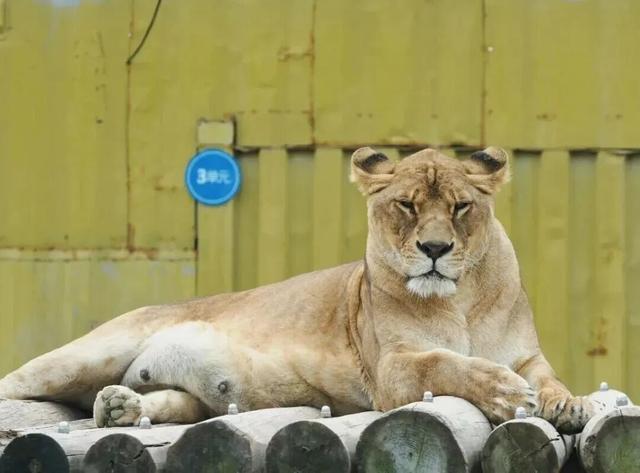 新年游玩线路：老自一条，老己一条，自己一条