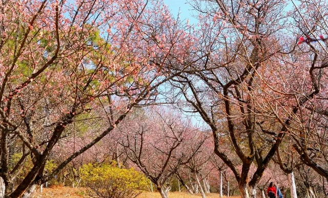 跟着滇超游昆明 | 歪歪歪！有“梅”有人告诉你，黑龙潭的梅花都开好了