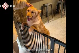 武汉一女子送宠物狗去狗咖打工，小狗入职半年每天出门上班都很兴奋