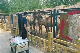 涉事乐园：未虐待动物 每天均投喂图片