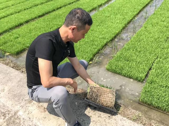 桐乡“大米书记”扎根田间诠释担当使命