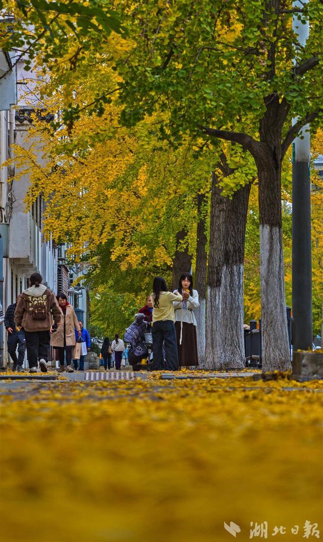 荆州古城银杏染金 城管“缓扫”留秋韵