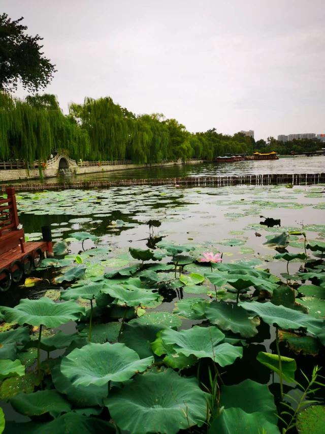 大明湖